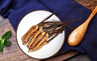 冬蟲夏草有何藥用價值，蟲草有啥子作用