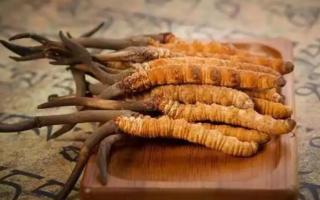 冬蟲夏草是新的好還是陳的好，冬蟲夏草是新鮮的好還是曬干的好