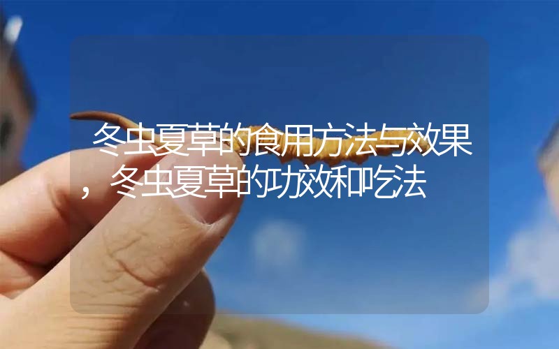 冬蟲夏草的食用方法與效果，冬蟲夏草的食用方法！