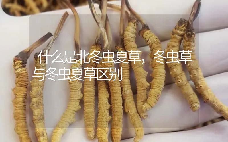 什么是北冬蟲夏草，北冬蟲草與冬蟲夏草區(qū)別