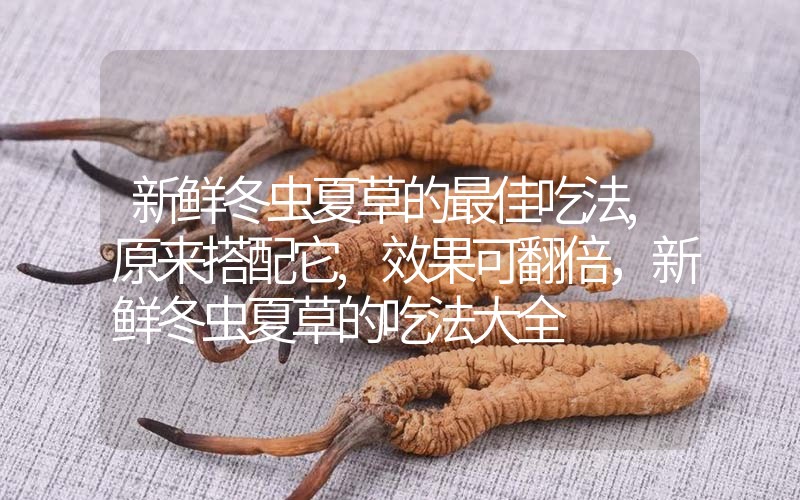 新鮮冬蟲(chóng)夏草的最佳吃法,原來(lái)搭配它,效果可翻倍，新鮮冬蟲(chóng)夏草的吃法大全