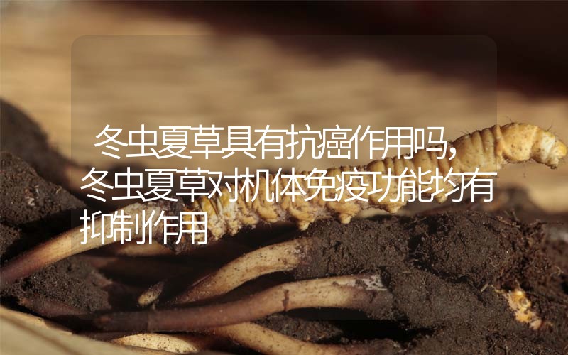 冬蟲夏草具有抗癌作用嗎，冬蟲夏草對(duì)機(jī)體免疫功能均有抑制作用