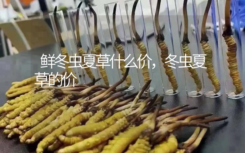 鮮冬蟲(chóng)夏草什么價(jià)，冬蟲(chóng)夏草的價(jià)格