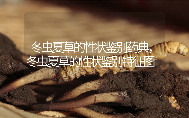 冬蟲夏草的性狀鑒別藥典，冬蟲夏草的性狀鑒別特征圖