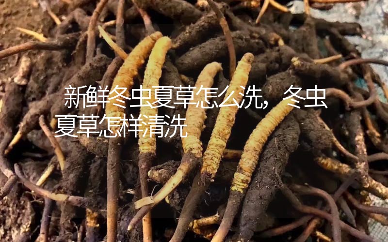 新鮮冬蟲夏草怎么洗，冬蟲夏草怎樣清洗