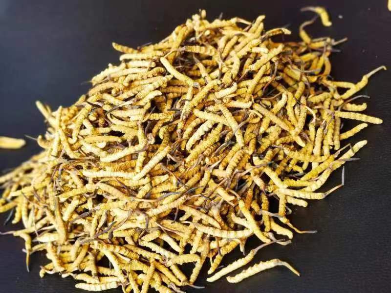 冬蟲夏草哪幾種食用方法比較好呢？推薦幾種參考