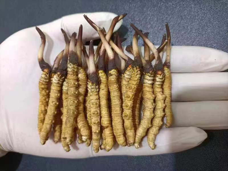西藏那曲的冬蟲夏草多少錢一克呢？如何判斷真假