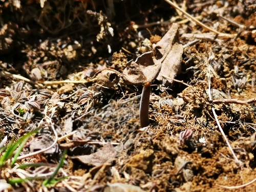 冬蟲夏草是蟲子還是草呢？它是如何生長的