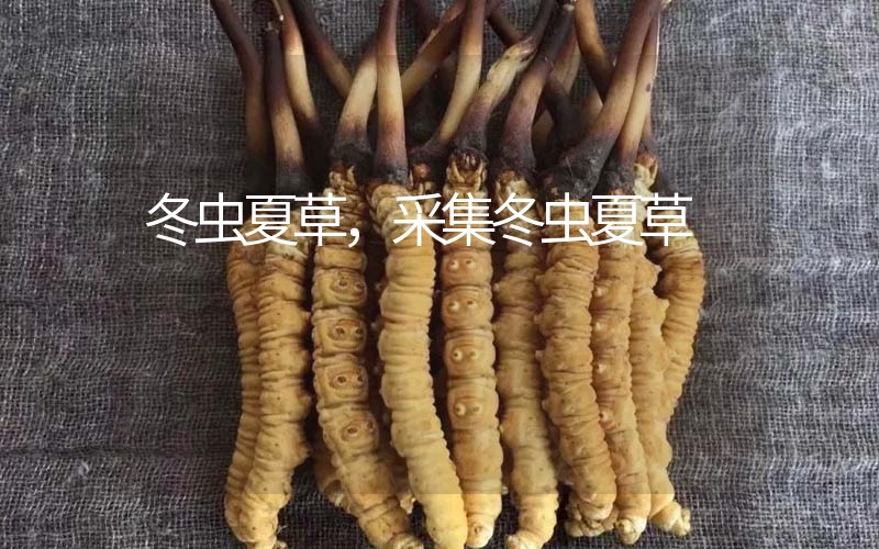 冬蟲(chóng)夏草采挖時(shí)間，什么時(shí)候采集冬蟲(chóng)夏草