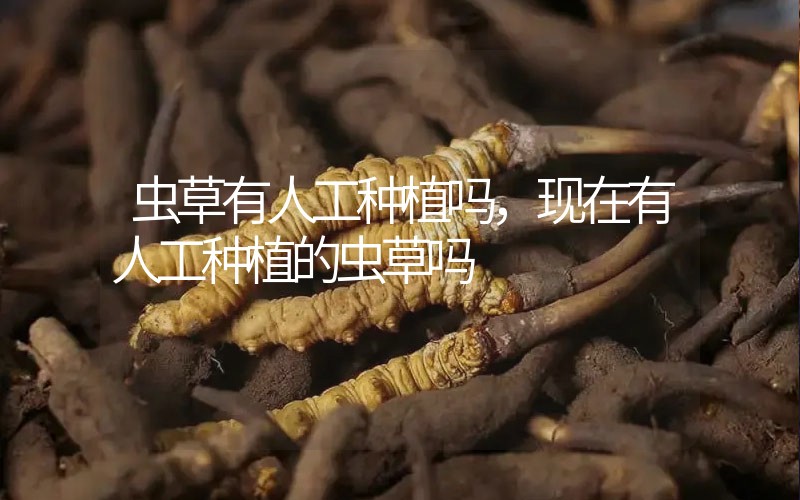 蟲(chóng)草有人工種植嗎，現(xiàn)在有人工種植的蟲(chóng)草嗎