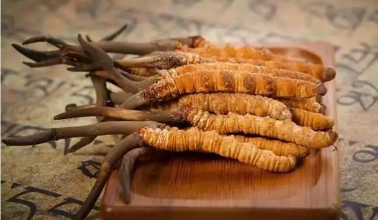 鮮蟲草和干蟲草，應(yīng)該怎么選擇？