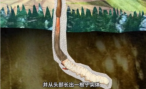 冬蟲夏草到底是蟲還是草？你猜到了嗎？