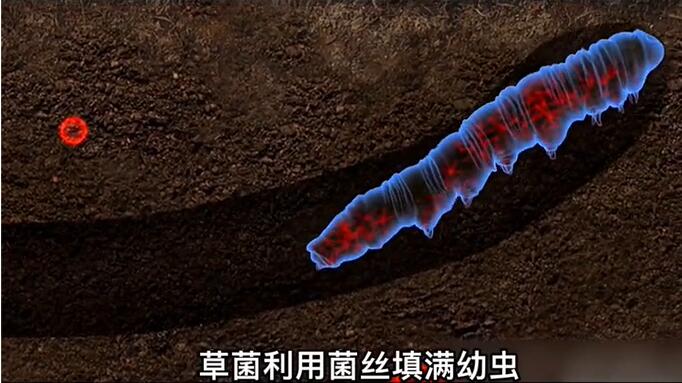 神奇的冬蟲夏草為什么能從蟲子變成草？它到底是怎么形成的呢？