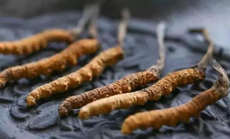 冬蟲夏草這么吃法，可以補腎活血，延緩衰老！