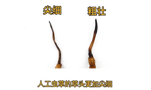 人工蟲草和野生蟲草如何分辨？人工冬蟲夏草怎么鑒別