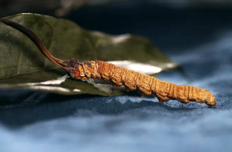 冬蟲夏草的由來，冬蟲夏草是怎么形成的？