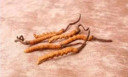 哪個(gè)產(chǎn)地的冬蟲夏草營(yíng)養(yǎng)價(jià)值高,哪里的蟲草更好？