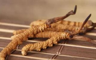 新鮮冬蟲夏草哪里有賣？哪里可以買到新鮮的冬蟲夏草？