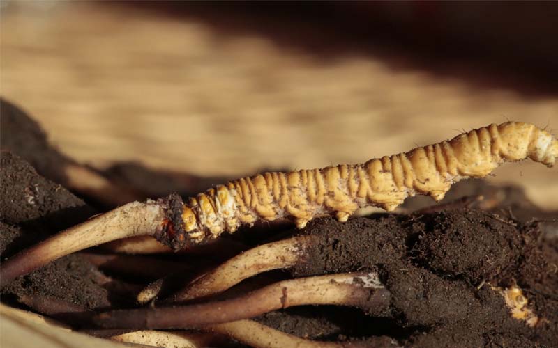 什么是人工冬蟲夏草？人工蟲草和野生蟲草的區(qū)別，如何分辨？
