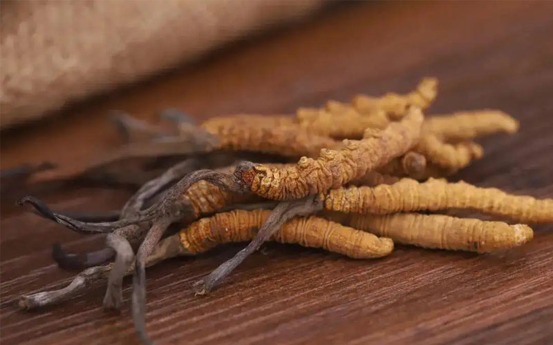 冬蟲夏草怎樣吃效果好？冬蟲夏草的食用方法！