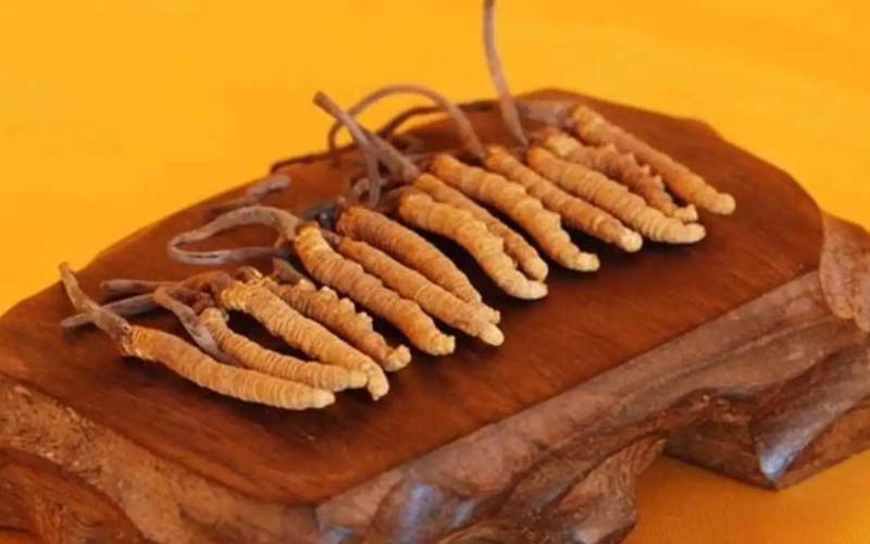 冬蟲夏草需要每天吃嗎?冬蟲夏草一天吃多少？