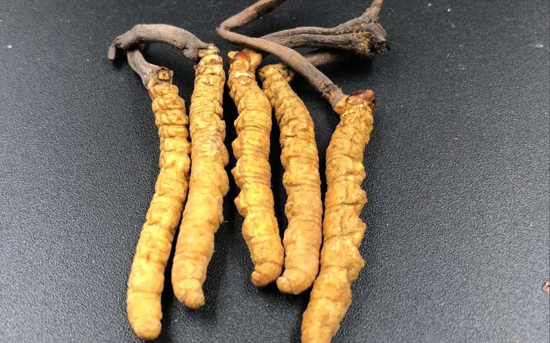 女人服用冬蟲夏草有什么作用？冬蟲夏草對女性的作用  ? ?