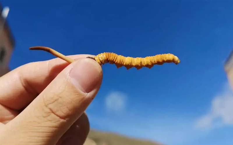 冬蟲夏草可不是人人能吃的，以下三類人不能吃冬蟲夏草