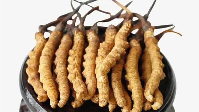 四川冬蟲夏草產(chǎn)地分布在哪？