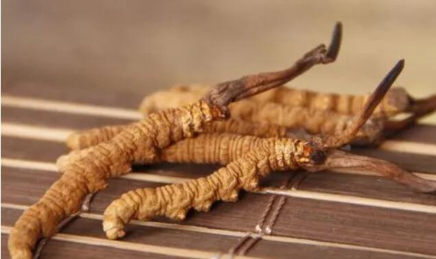 新鮮真假冬蟲夏草辨別方式？