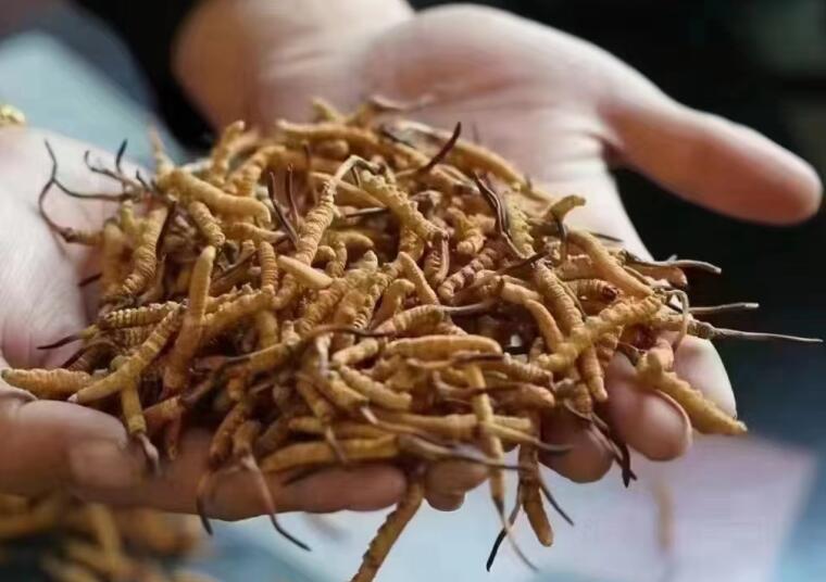 新鮮冬蟲夏草怎么洗最好？新鮮冬蟲夏草怎么清洗？