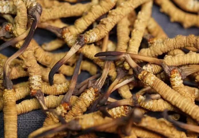 <a href=http://www.yangtenghuanbao.com/ target=_blank class=infotextkey>冬蟲夏草</a>