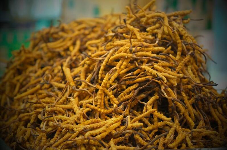 冬蟲(chóng)夏草的產(chǎn)量為何一年不如一年呢？