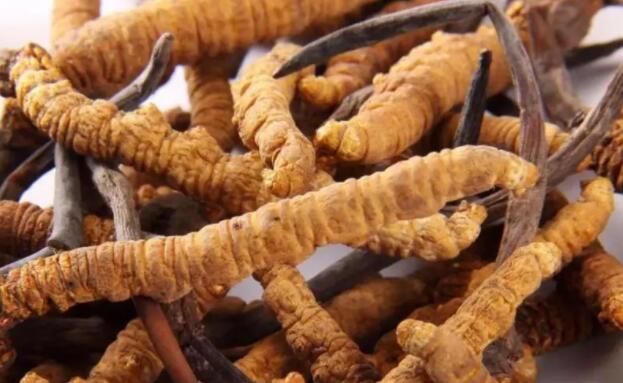 <a href=http://www.yangtenghuanbao.com/chifa/ target=_blank class=infotextkey>冬蟲夏草的吃法</a>