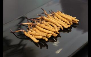 冬蟲夏草中有沒有有害物質(zhì)？