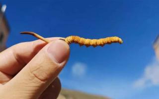 如何辨別冬蟲(chóng)夏草的等級(jí)？?jī)r(jià)格是否存在差異？