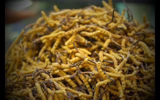 全國(guó)十大冬蟲夏草產(chǎn)地揭秘，你知道幾個(gè)？