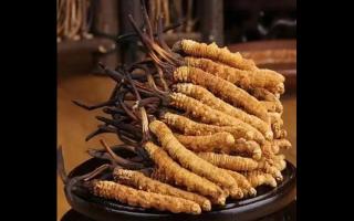 與干草說(shuō)再見(jiàn)，新鮮冬蟲(chóng)夏草擁有更多營(yíng)養(yǎng)成分
