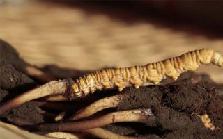 優(yōu)質(zhì)的冬蟲夏草有哪些特征？