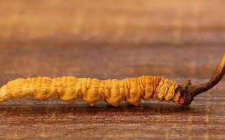 冬蟲夏草怎么分等級(jí)？