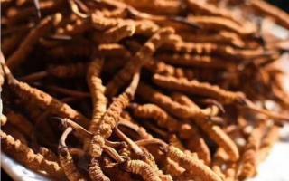 送禮送健康 高檔冬蟲夏草應(yīng)該如何選？