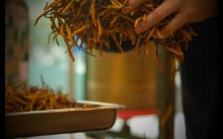 冬蟲(chóng)夏草老草與新草有何區(qū)別！