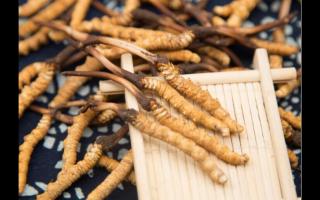 五個(gè)特征暴露冬蟲(chóng)夏草質(zhì)量?jī)?yōu)劣！