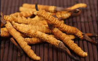 冬蟲夏草的價(jià)格為什么會(huì)相差很大？