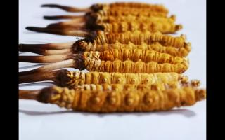 冬蟲(chóng)夏草里為何會(huì)有斷草、牙簽草、癟草之類(lèi)的！