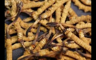 冬蟲(chóng)夏草的產(chǎn)量為何一年不如一年呢？
