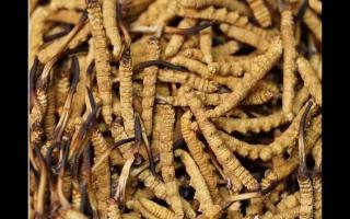 冬蟲夏草的用量和用法你吃對了嗎？