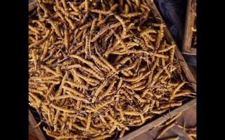 冬蟲(chóng)夏草和亞香棒蟲(chóng)草有何區(qū)別？