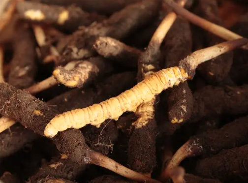 野生冬蟲(chóng)夏草和人工種植的冬蟲(chóng)夏草有什么區(qū)別