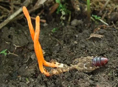 野生冬蟲(chóng)夏草和人工種植的冬蟲(chóng)夏草有什么區(qū)別