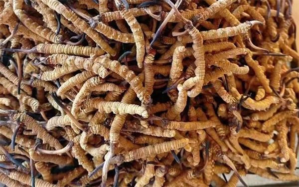 冬蟲夏草怎么看壞沒壞？影響冬蟲夏草品質(zhì)的6個因素